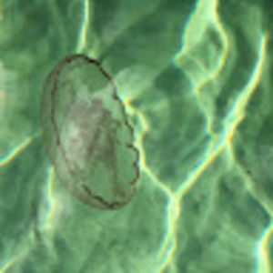 Meet your Posher, Evelyn